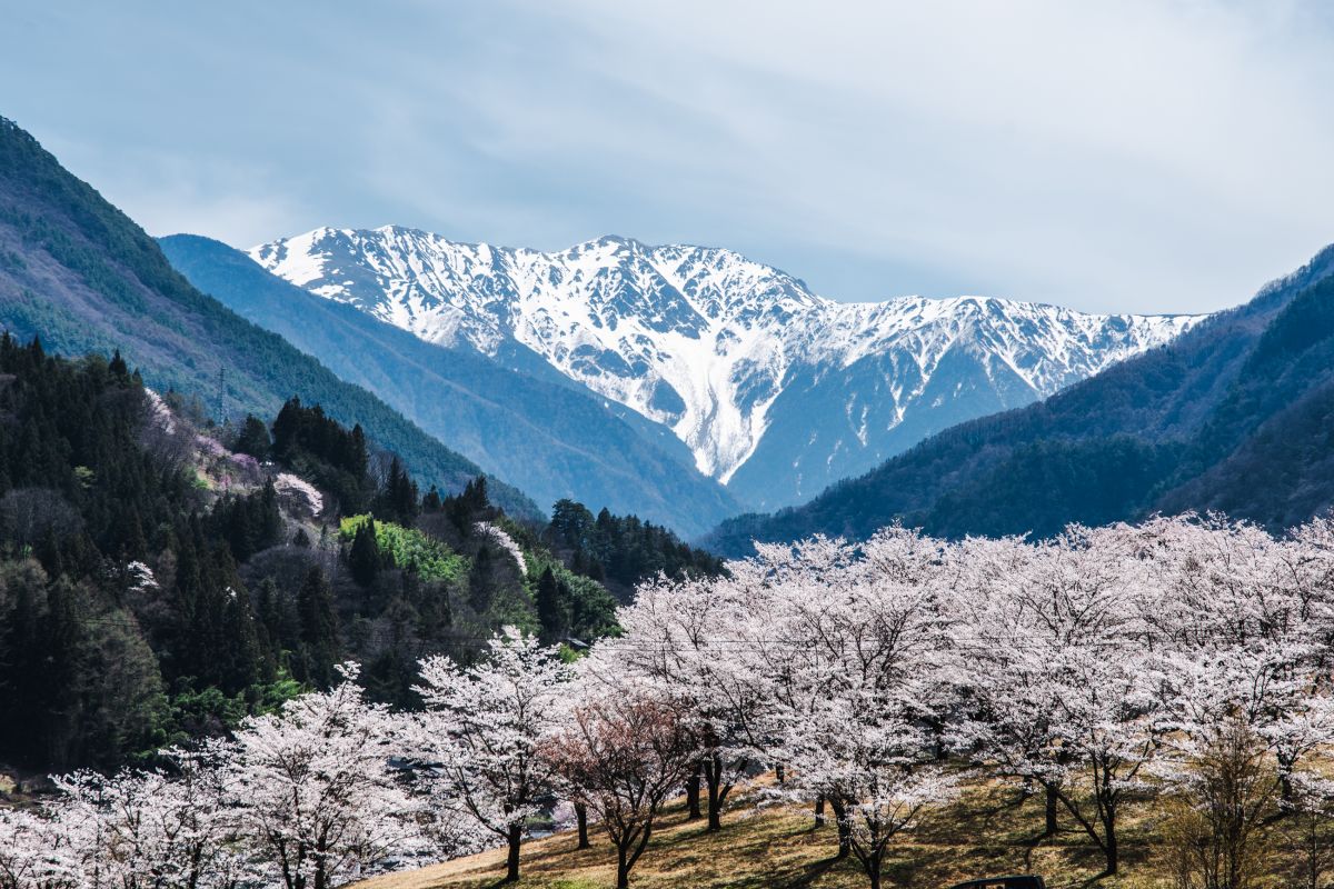 南信州の桜旅　大西公園大鹿村